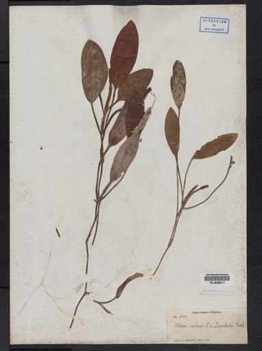 Plantae
