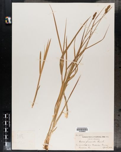 Carex