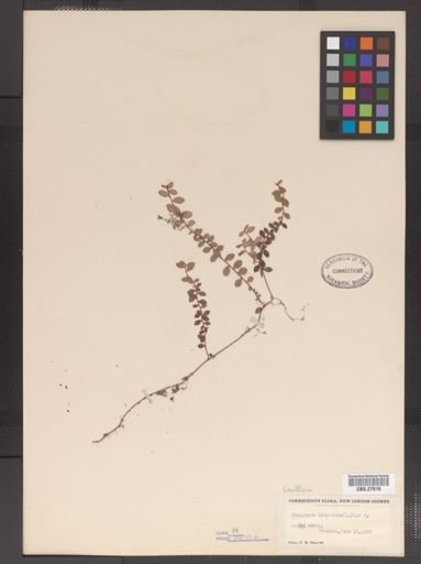 Gaultheria hispidula