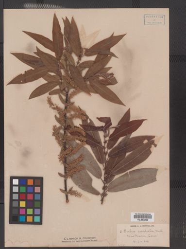 Salix cordata