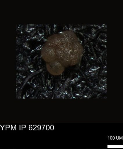 undet. Foraminiferida