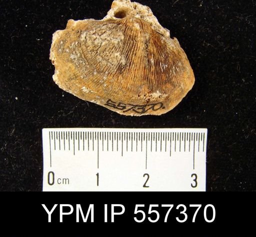 Reticularia pseudolineata