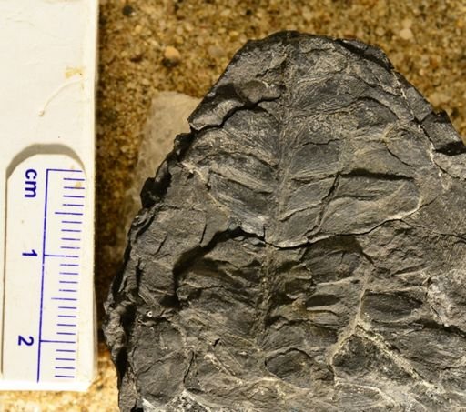 Calamites suckowii