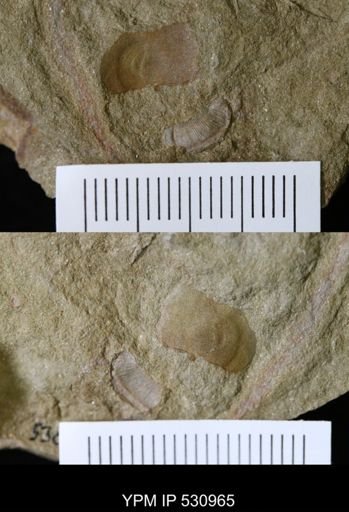 undet. Bellerophontoidea