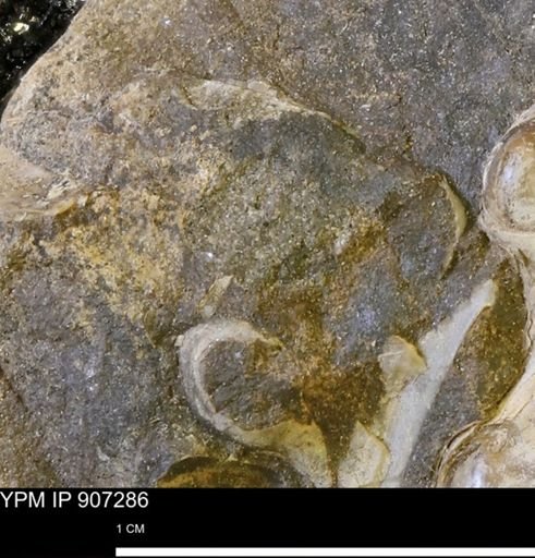 undet. Mollusca