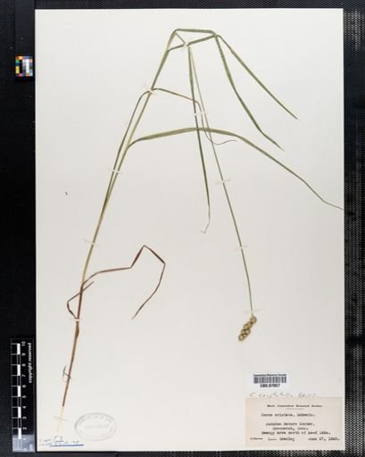 Carex cristatella