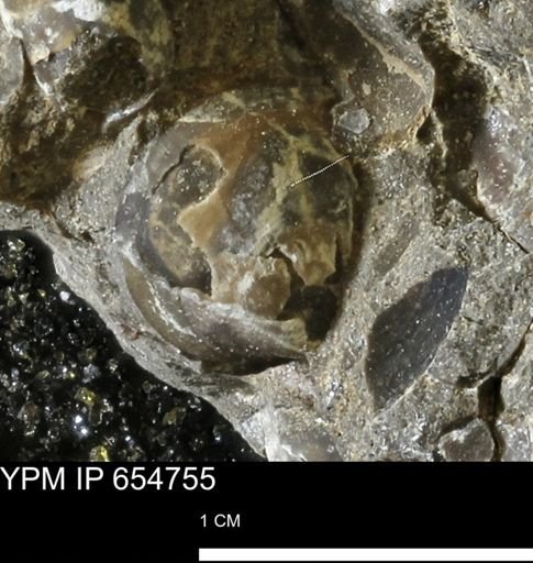 Protocardia