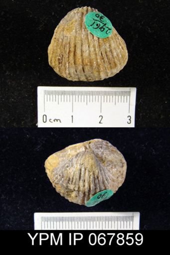 Anastrophia verneuili