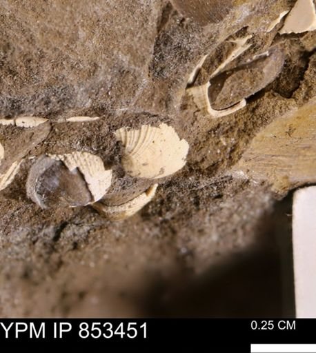 Parallelodon sp.