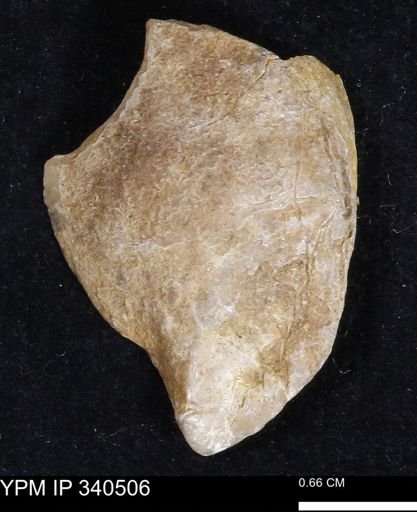 Ostrea glabra