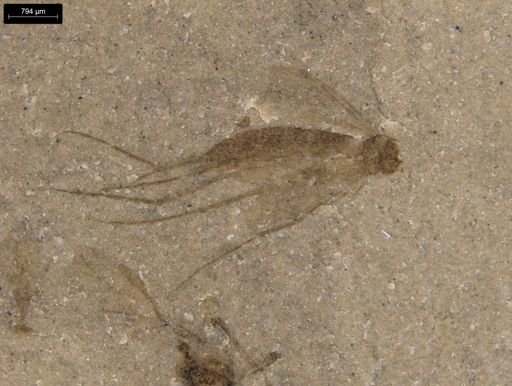 undet. Diptera