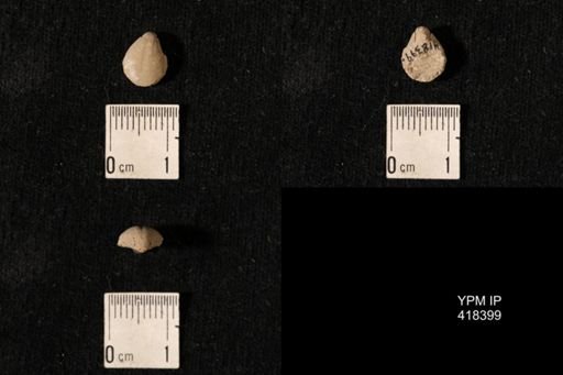 Dielasma elongatum