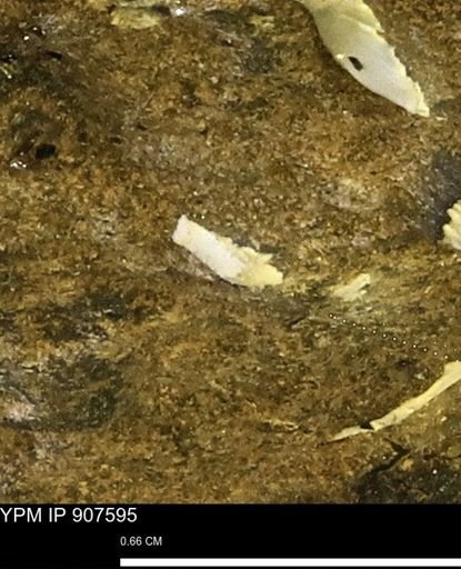 undet. Mollusca