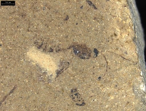 Ichneumonoidea