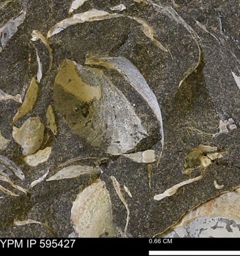 Protocardia sp.