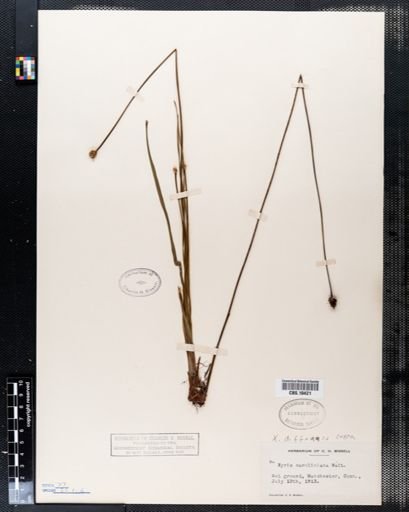 Xyris difformis