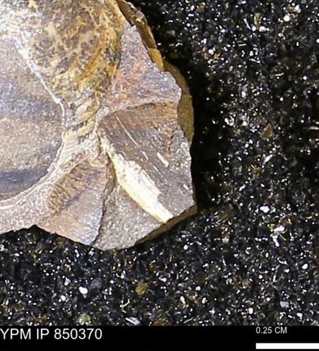 Limopsis striatopunctatus