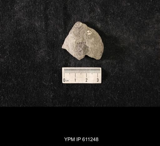 Hemicystites stellatus