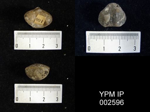 Pentamerus formosus