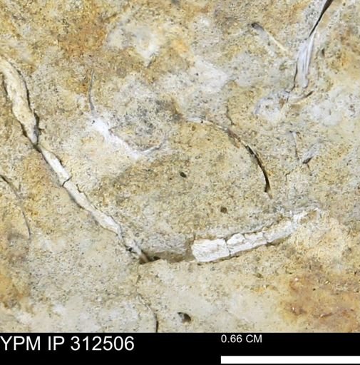 undet. Bivalvia