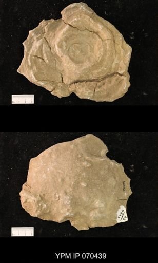 Heliolites nucella