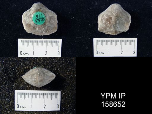 Pentamerus oblongus