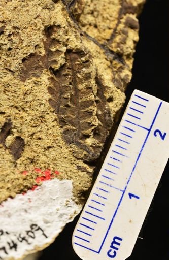 Microphyllopteris gieseckiana