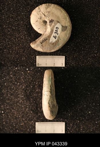 Hoploscaphites nicolletii