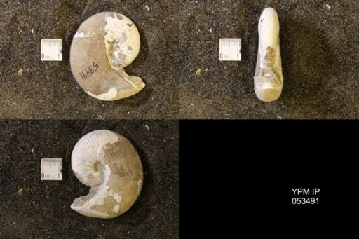 Hoploscaphites nicolletii