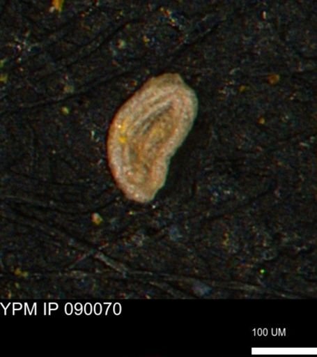 Spirolocammina planula