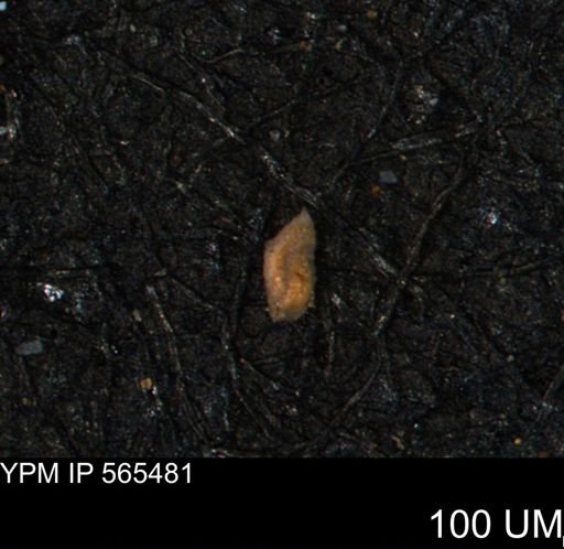 Miliammina ischnia