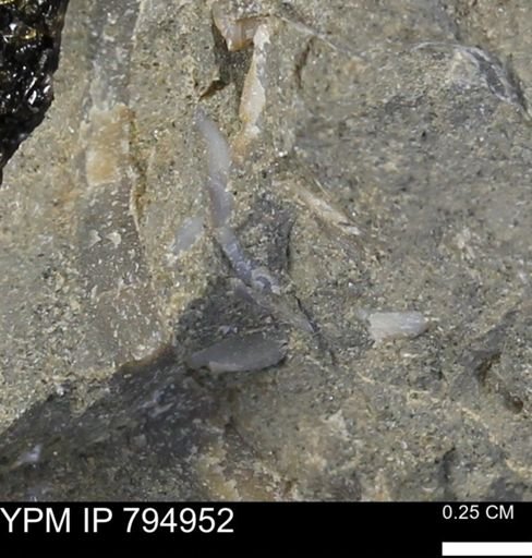 undet. Bivalvia
