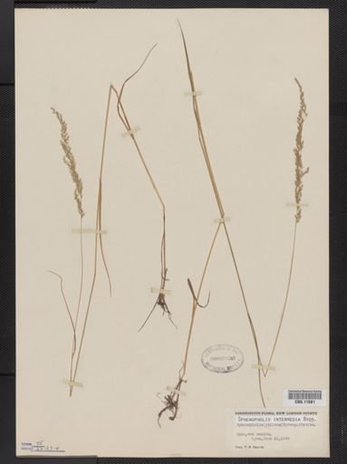 Sphenopholis intermedia