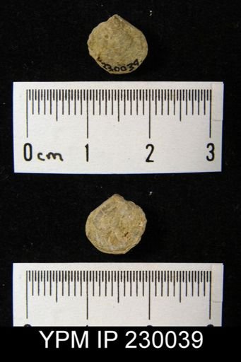 Cleiothyridina orbicularis