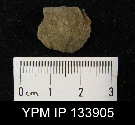 Stropheodonta inaequistriata