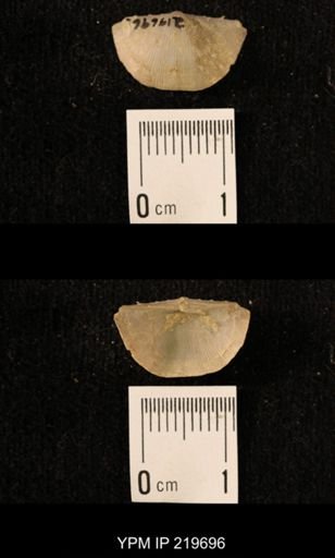 Chonetes granulifer
