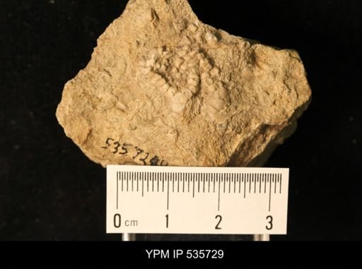 undet. Crinoidea