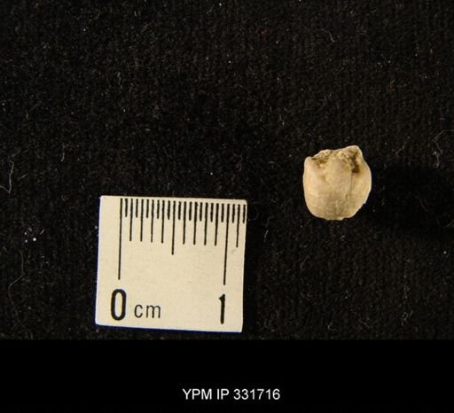 undet. Crinoidea