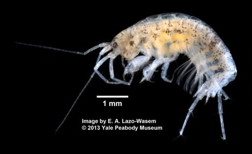 Microdeutopus gryllotalpa