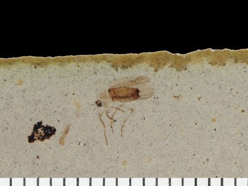 undet. Mycetophilidae