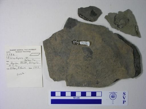 Rhizodopsis?
