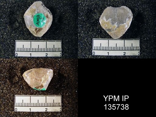 Spirigerella derbyi