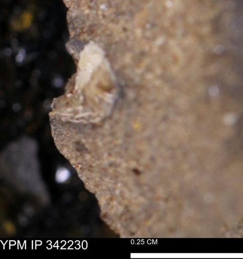 undet. Scaphitidae