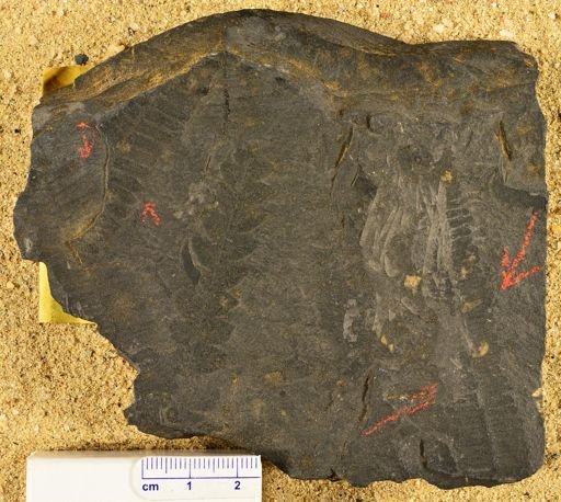 Pecopteris nervosa