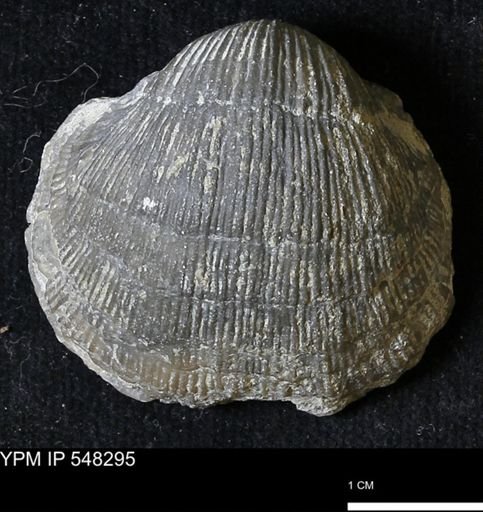 Stropheodonta subnavalis