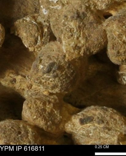 Teredo sp.