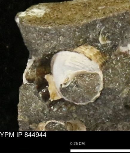 undet. Gastropoda