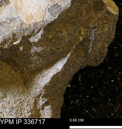 undet. Mollusca
