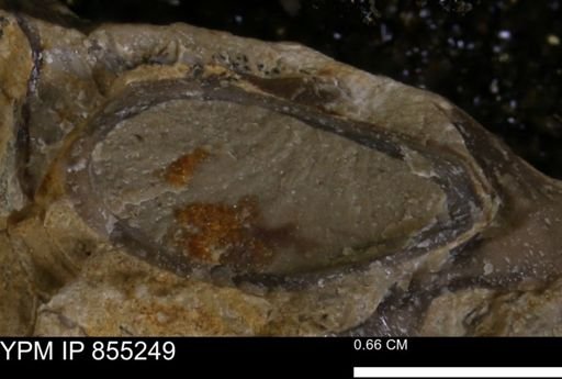 undet. Bivalvia