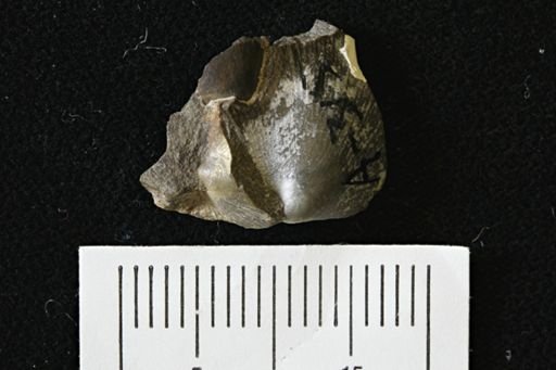 Oxytoma (Hypoxytoma)